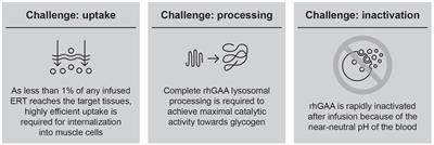 Cipaglucosidase alfa plus miglustat: linking mechanism of action to clinical outcomes in late-onset Pompe disease